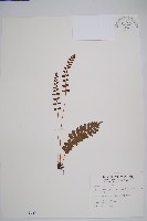 藏品(刺蕨)的圖片