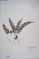 藏品(刺蕨)的圖片