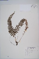 藏品(刺蕨)的圖片