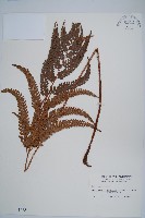 藏品(細葉複葉耳蕨)的圖片