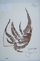 藏品(細葉複葉耳蕨)的圖片