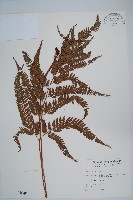 藏品(細葉複葉耳蕨)的圖片