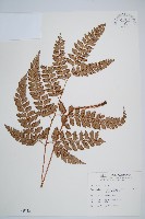 藏品(斜方複葉耳蕨)的圖片