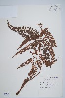 藏品(斜方複葉耳蕨)的圖片
