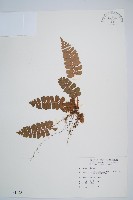 藏品(斜方複葉耳蕨)的圖片