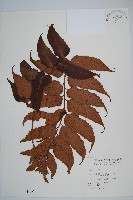 藏品(全緣貫眾蕨)的圖片