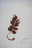 藏品(全緣貫眾蕨)的圖片