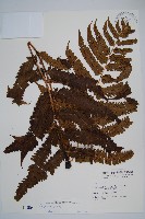 藏品(史氏鱗毛蕨)的圖片