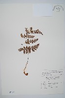 藏品(廣布鱗毛蕨)的圖片