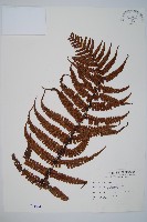 藏品(厚葉鱗毛蕨)的圖片