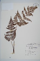 藏品(阿里山肉刺蕨)的圖片