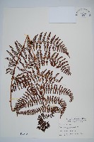 藏品(柄囊蕨)的圖片