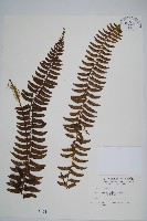 藏品(臺東耳蕨)的圖片