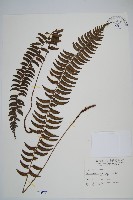 藏品(臺東耳蕨)的圖片