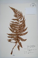 藏品(二尖耳蕨)的圖片