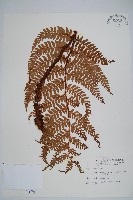 藏品(二尖耳蕨)的圖片