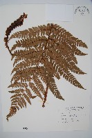 藏品(阿里山耳蕨)的圖片