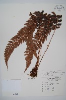 藏品(軟骨耳蕨)的圖片