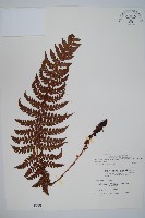 藏品(鐮葉耳蕨)的圖片