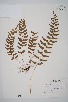 藏品(臺灣耳蕨)的圖片