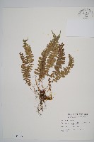 藏品(韓氏耳蕨)的圖片