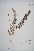 藏品(韓氏耳蕨)的圖片