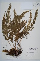 藏品(韓氏耳蕨)的圖片