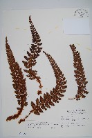 藏品(針葉耳蕨)的圖片