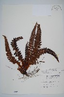 藏品(針葉耳蕨)的圖片