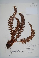 藏品(針葉耳蕨)的圖片