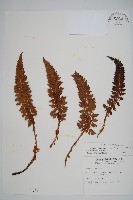 藏品(針葉耳蕨)的圖片