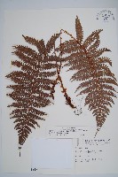 藏品(兒玉氏耳蕨)的圖片