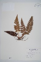 藏品(鞭葉耳蕨)的圖片