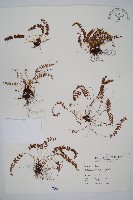 藏品(玉山耳蕨)的圖片