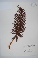 藏品(尖葉耳蕨)的圖片