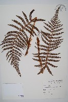 藏品(尖葉耳蕨)的圖片