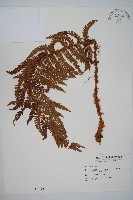 藏品(尖葉耳蕨)的圖片