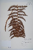 藏品(黑鱗耳蕨)的圖片