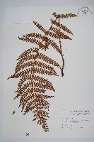 藏品(黑鱗耳蕨)的圖片