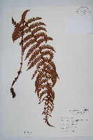 藏品(黑鱗耳蕨)的圖片