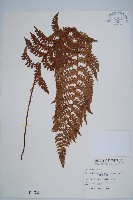 藏品(黑鱗耳蕨)的圖片