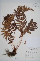 藏品(黑鱗耳蕨)的圖片