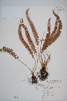 藏品(芽胞耳蕨、芽孢耳蕨)的圖片