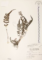 藏品(毛蕨)的圖片