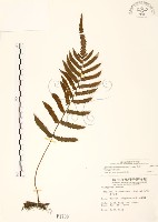 藏品(毛蕨)的圖片