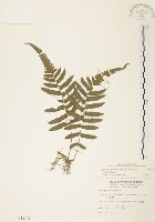 藏品(毛蕨)的圖片