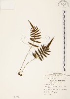 藏品(毛蕨)的圖片