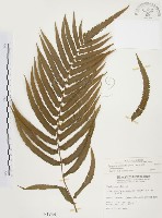 藏品(毛蕨)的圖片