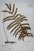 藏品(密毛毛蕨)的圖片