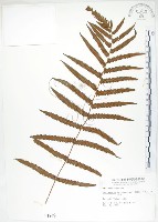 藏品(毛蕨)的圖片